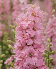 Limelight light pink - 25,