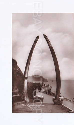 Postcard the whales - the,