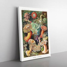 Sea Anemone Actiniae By Ernst