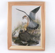 John Gould Merlin on Nest 1865