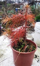 Chinese fir/Cunninghamia