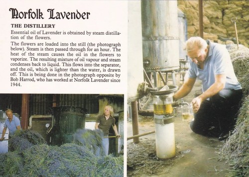Norfolk lavender the - norfolk,