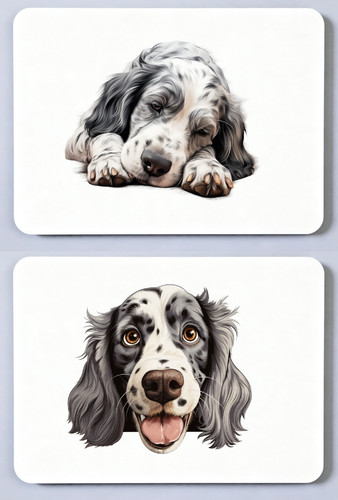 English setter picture - english,