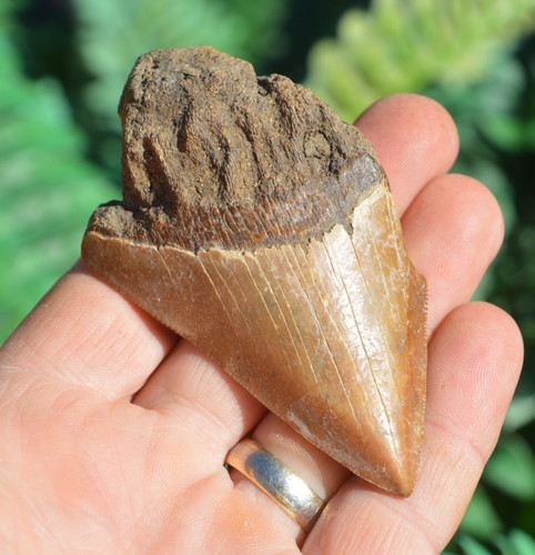 Wow genuine megalodon - wow,, ....genuine