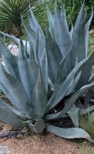 Grey AGAVE AMERICANA, 9cm pot