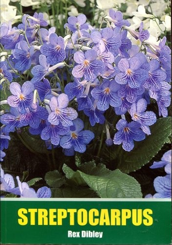 Streptocarpus dibley rex - dibley,,