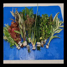 Live Tropical Plants for Fish Tanks, Aquarium, Assorted selection of Bunches