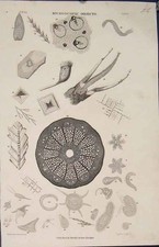 Original old antique print - old,