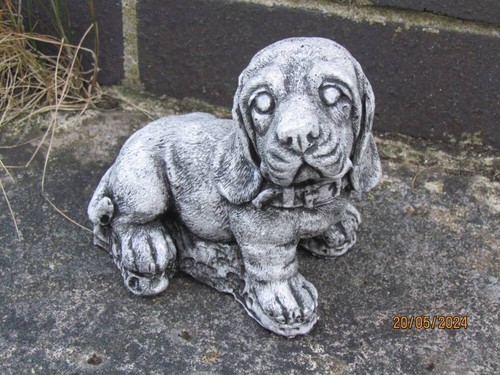 Basset hound puppy - basset,