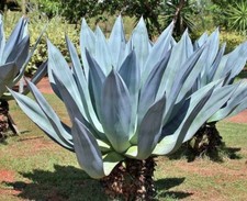 Agave americana | Sentry or
