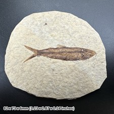 Knightia alta Fossil Fish in