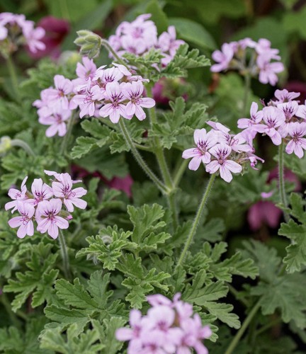 Pelargonium lemon scented - pelargonium,