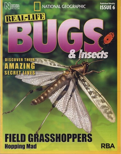 Real life bugs insects - &, issue