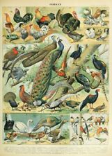 Vintage Adolphe Millot Fancy