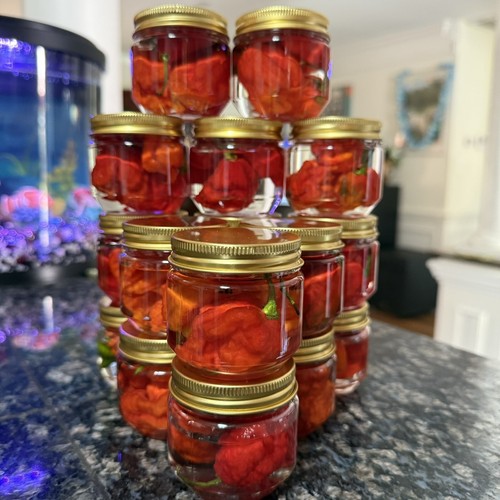 Freshly pickled super hot - pickled,