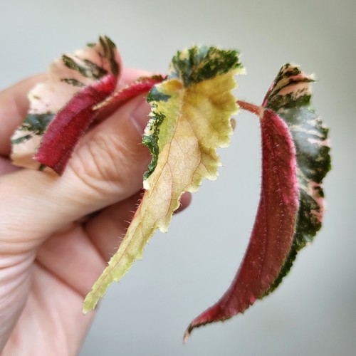 Rare begonia ginny galaxy - -,