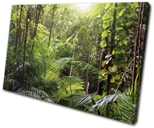 Tropical Rainforest Jungle