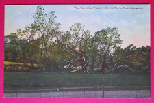 Postcard The Carolina