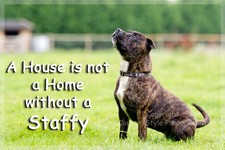 Staffordshire Bull Terrier