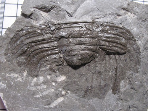 Silurian rochester shale - silurian,