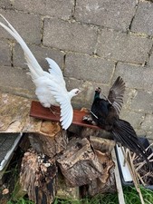 Rare pair taxidermy - rare, of