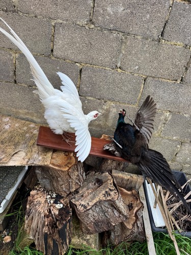 Rare pair taxidermy - pair, of