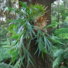 Staghorn Fern Platycerium