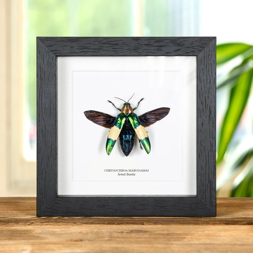 Jewel beetle box frame - beetle,