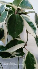Hoya Carnosa Krimson Queen