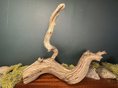 Manzanita driftwood - 14”,