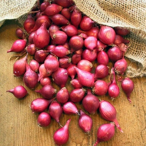 Onion set vegetable bulbs - onion,