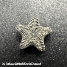Crinoid star fossil tidmoor - star,