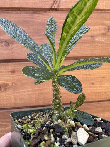 Dorstenia gigas socotra fig - gigas,