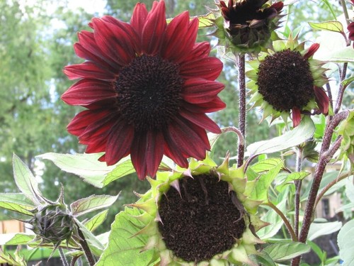 Red sun sunflower - 3,