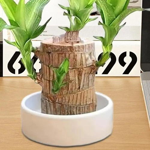 Brazilian wood decor - decor, –