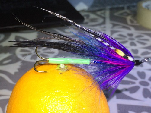 Sea trout salmon - trout, baitfish