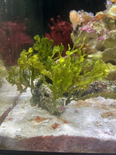 Marine macro algae halimeda - marine, algae,