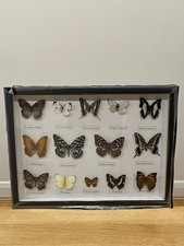 Set Of 14 Framed Butterflies
