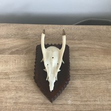  Muntjac Skull Taxidermy Deer Buck Stag Mounted 