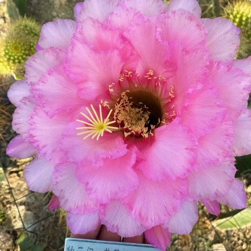7cm cactus succulent plant - succulent,
