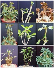 DORSTENIA VARIETY MIX, exotic