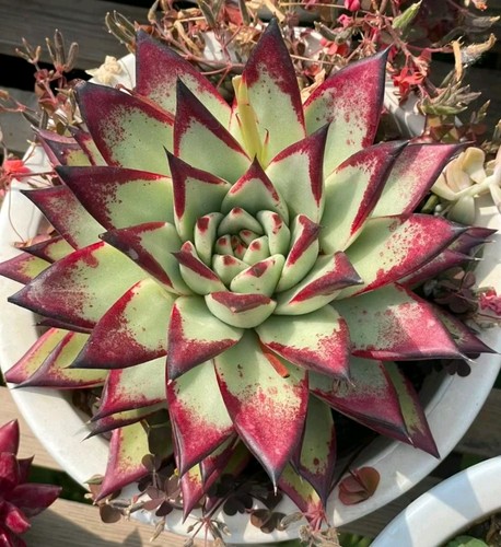 Echeveria agavoides ebony - echeveria,