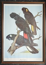 Eric Peake Black Cockatoos (Red, White and Yellow tailed) Signed, Framed Print