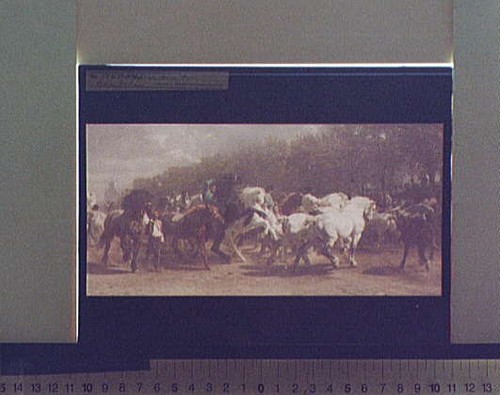 Photo horse fair cattle - photo:horse,