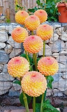 Dahlia Tubers. Blyton Softer Gleam. Small Ball. Field tuber.