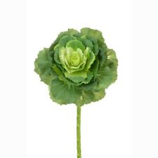 Brassica Ornamental Cabbage