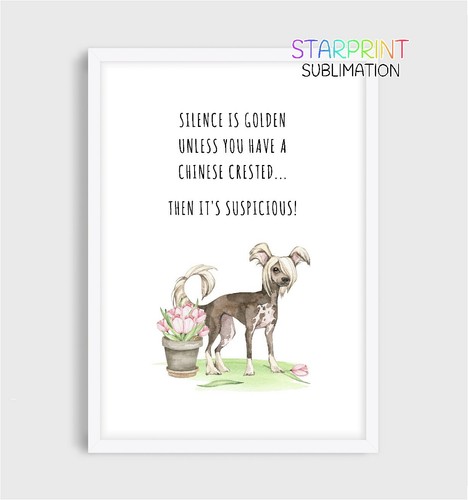 Chinese crested picture - chinese,