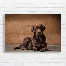 Majestic Labrador Retriever