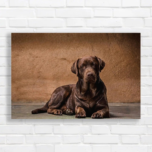 Majestic labrador retriever - majestic,