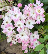 Ballerina Rose Bush, Pink and white Flowering Polyantha Shrub, 3/4 Litre Pot